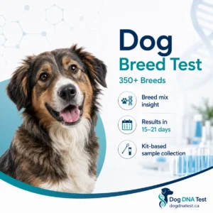 Dog Breed Test 350 Breeds – Comprehensive Canine DNA Breed Identification